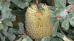 13-Big Desert flora at Cactus Bore